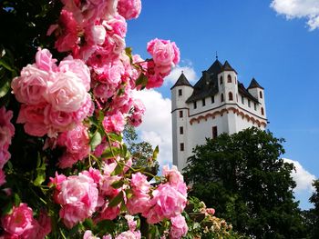 Low angle view of pink cherry blossoms against sky