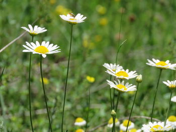 Close-up of white daisy flowers on field