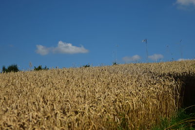 Hay bales on field against blue sky