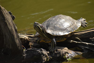 Close-up of turtle on rock by lake