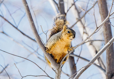 Low angle view of squirrel on tree