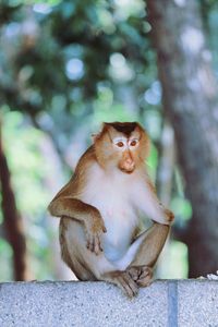 Monkey sitting on retaining wall against trees