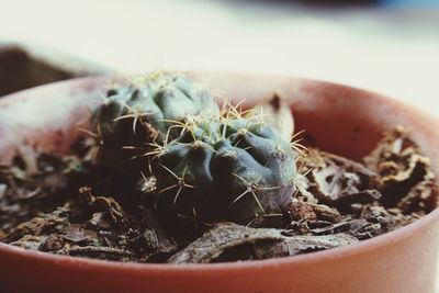Close-up of cactus in potted plant