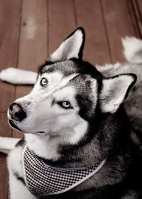 Close-up of dog looking away