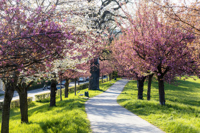 People walking in park