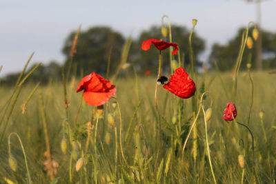 Close-up of red poppy flowers on field