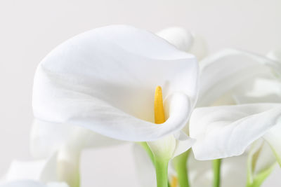 Close-up of white flower