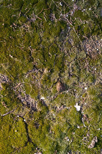 High angle view of lizard on field