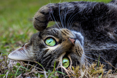 Close-up portrait of cat sitting on grass