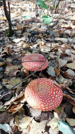 Close-up of fly agaric mushroom on field