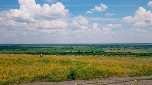 Sheep on field against sky