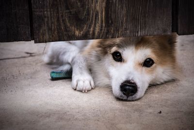 Close-up portrait of dog lying on floor