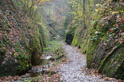 Footpath amidst trees in forest