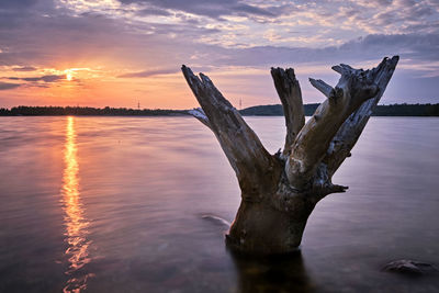 Driftwood on beach against sky during sunset