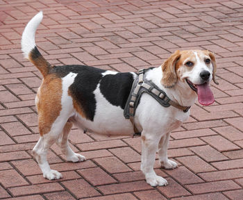 High angle portrait of dog standing on footpath