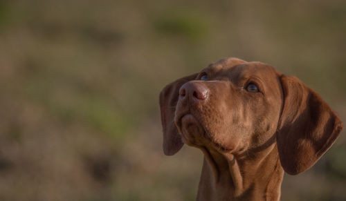 Close-up of dog