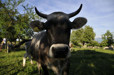 Portrait of a cow on field