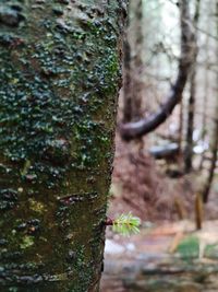Close-up of moss growing on tree trunk