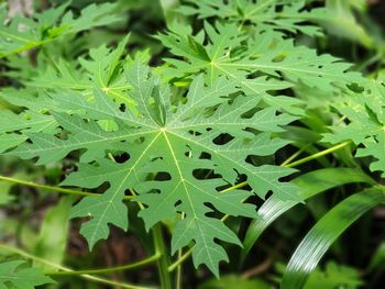 Close-up of raindrops on leaves