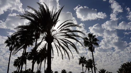 Low angle view of silhouette palm trees against sky