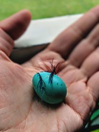 Close-up of insect on hand