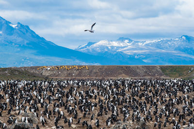 Flock of birds flying over mountains against sky