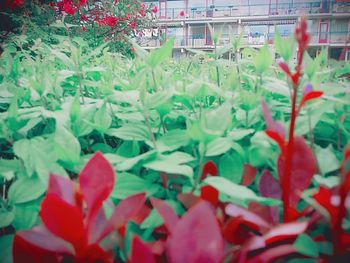 Close-up of red flowers in city