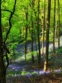 Trees in forest