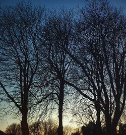 Low angle view of bare trees against sky