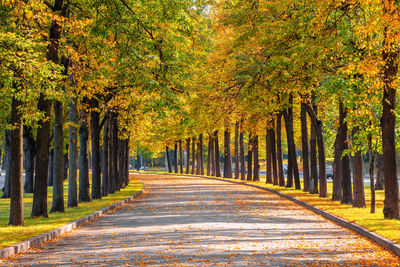 Footpath amidst trees