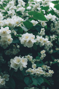 Close-up of white flowering plants
