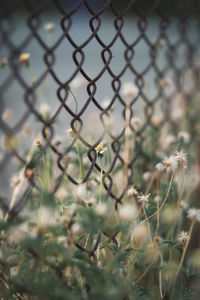 Close-up of plants growing on field