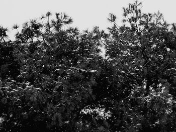 Low angle view of trees against clear sky