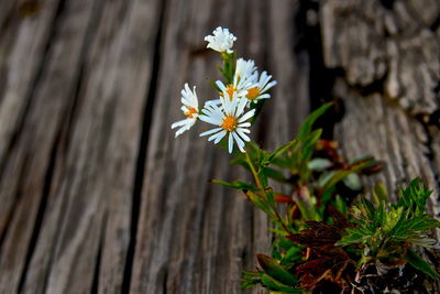 Close-up of flowers blooming on tree