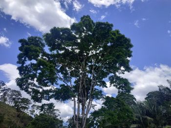 Low angle view of trees against sky