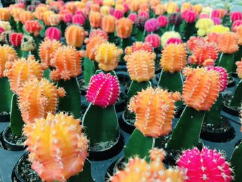 Close-up of pink flowering plants