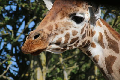 Close-up of giraffe