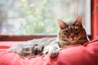 Tabby cat, sitting on red couch, in front of window, staring into camera