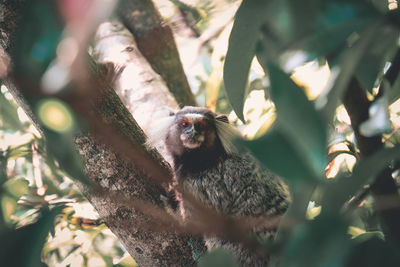 Monkeys amidst trees in forest