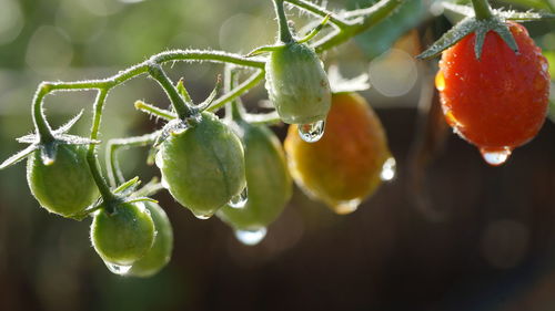 Close-up of fruits hanging on tree