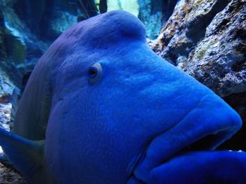 Close-up of fish swimming in aquarium