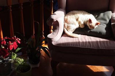 Cat sleeping on sofa at home