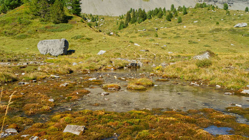 Scenic view of stream