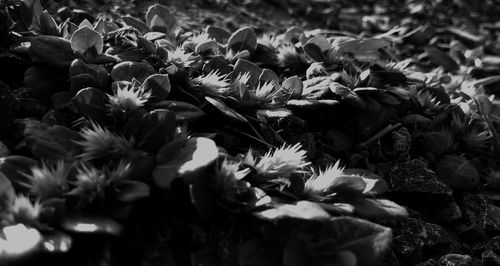 Close-up of flowers growing in field