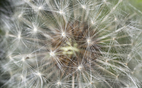 Close-up of dandelion on plant