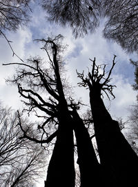 Low angle view of silhouette tree in forest against sky