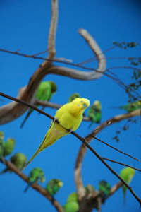 Low angle view of parrot perching on tree against blue sky