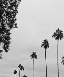 Low angle view of palm trees against sky