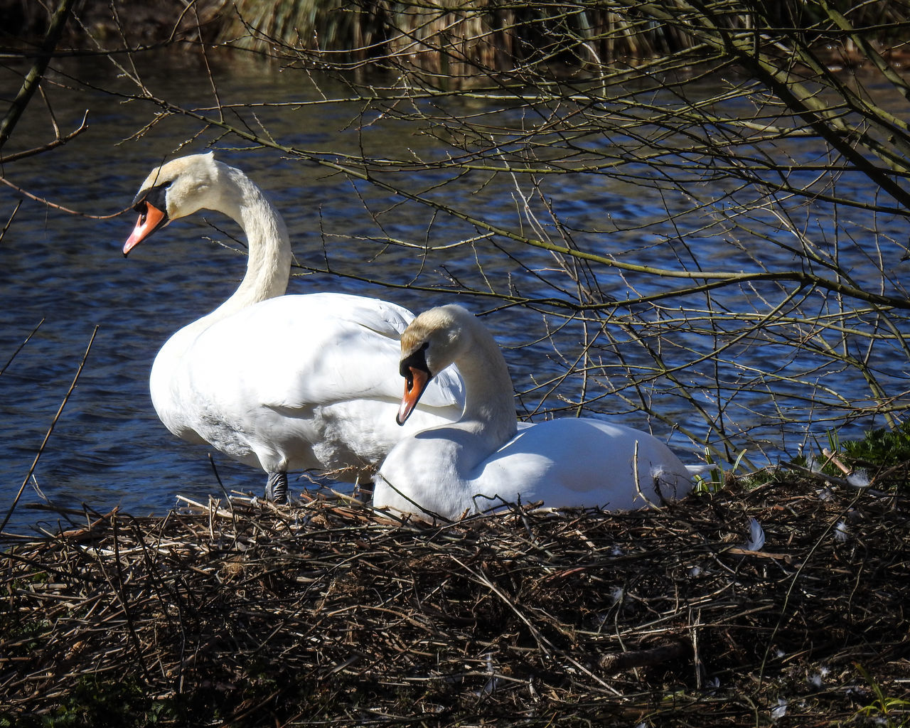 VIEW OF SWANS ON LAKESHORE