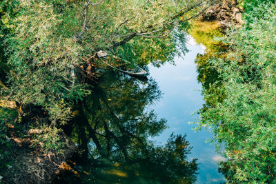 High angle view of trees by lake in forest